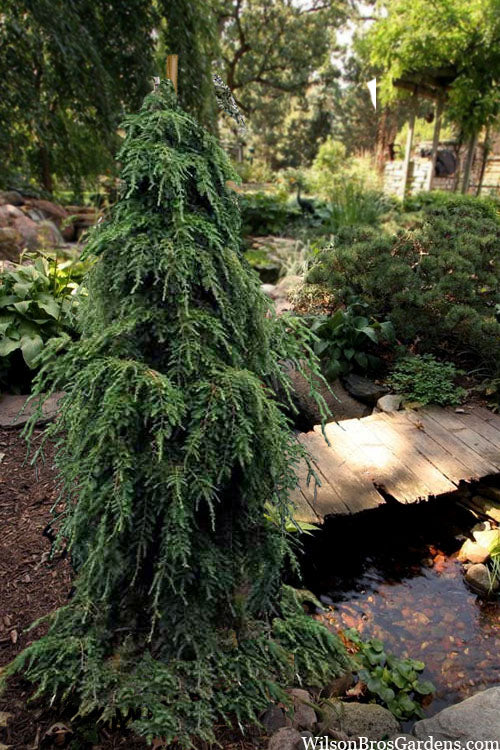  Weeping Canadian Hemlock (Tsuga Canadensis 'Pendula') - 1 Gallon Pot