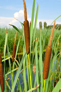  Broadleaf Cattail Plant (Typha Latifolia) - 6 Pack Of 1 Gallon Pots