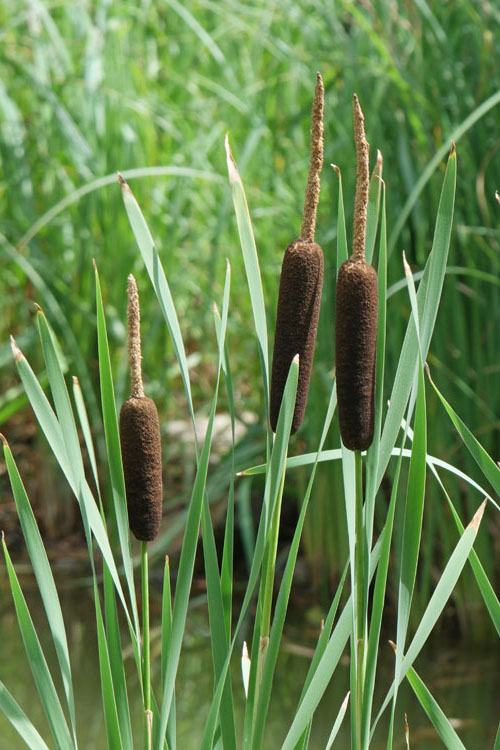  Broadleaf Cattail Plant (Typha Latifolia) - 8 Pack Of 1 Gallon Pots