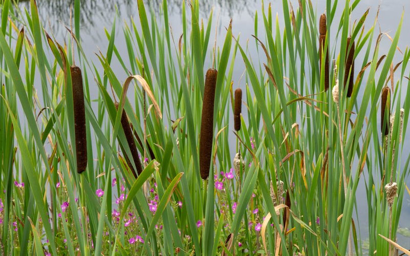  Broadleaf Cattail Plant (Typha Latifolia) - 6 Pack Of 1 Gallon Pots