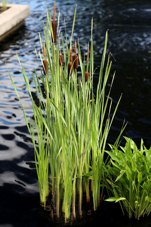  Broadleaf Cattail Plant (Typha Latifolia) - 1 Gallon Pot