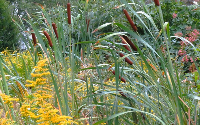  Broadleaf Cattail Plant (Typha Latifolia) - 8 Pack Of 1 Gallon Pots