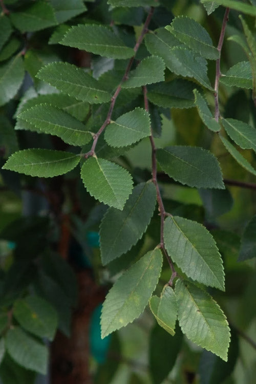  Everclear Lacebark Elm Tree - 7 Gallon Pot (6-7’)