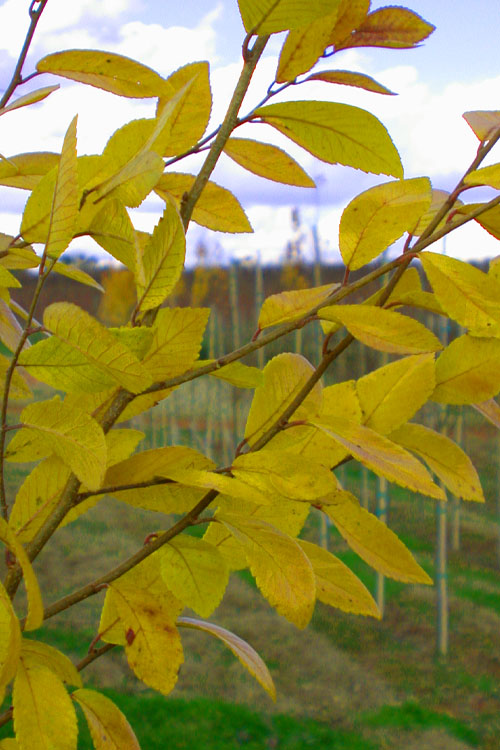  Everclear Lacebark Elm Tree - 7 Gallon Pot (6-7’)