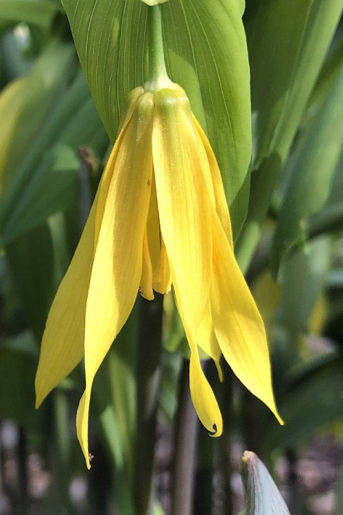  Yellow Merry Bells (Uvularia Grandiflorum) - 3-Pack Of Quart Pots