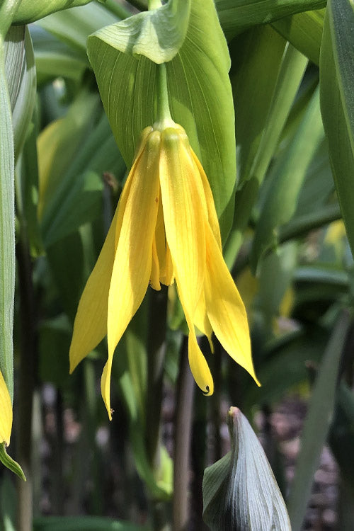  Yellow Merry Bells (Uvularia Grandiflorum) - 3-Pack Of Quart Pots