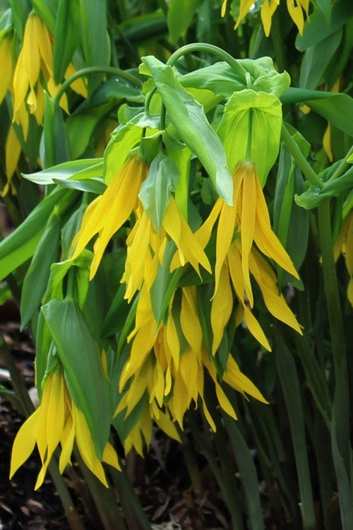  Yellow Merry Bells (Uvularia Grandiflorum) - 3-Pack Of Quart Pots