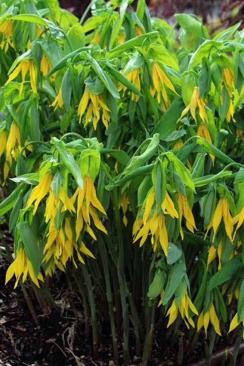  Yellow Merry Bells (Uvularia Grandiflorum) - 3-Pack Of Quart Pots