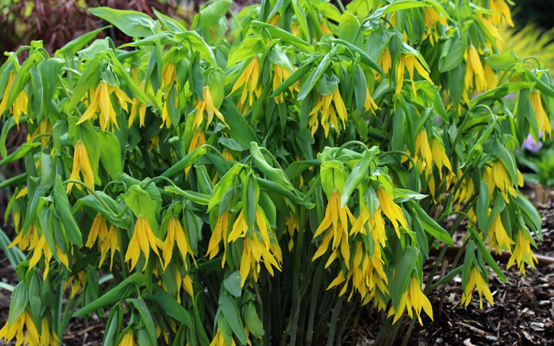  Yellow Merry Bells (Uvularia Grandiflorum) - 3-Pack Of Quart Pots