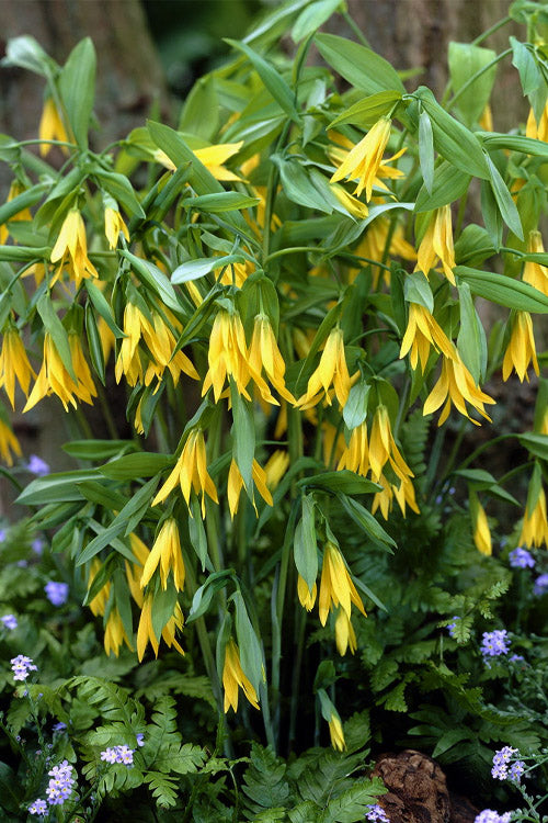  Yellow Merry Bells (Uvularia Grandiflorum) - 3-Pack Of Quart Pots