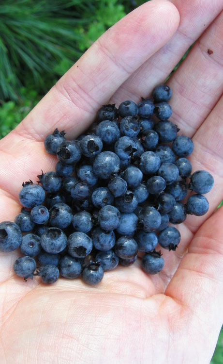  Rosa's Blush Blueberry (Vaccinium Darrowii) - 3 Gallon Pot