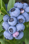  Emerald Southern Highbush Blueberry - 1 Gallon Pot