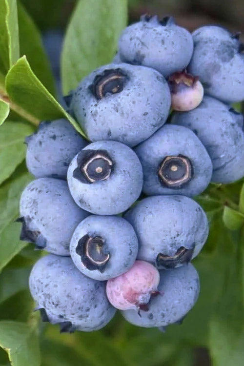  Emerald Southern Highbush Blueberry - 1 Gallon Pot