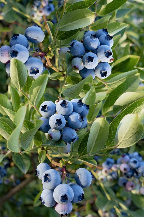 Razz Blueberry Bush - 2 Gallon Pot