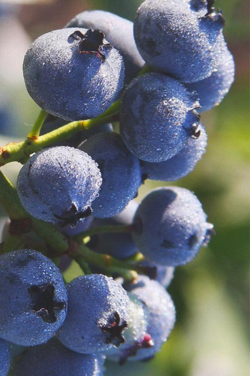  Blue Gold Blueberry Bush- 1 Gallon Pot