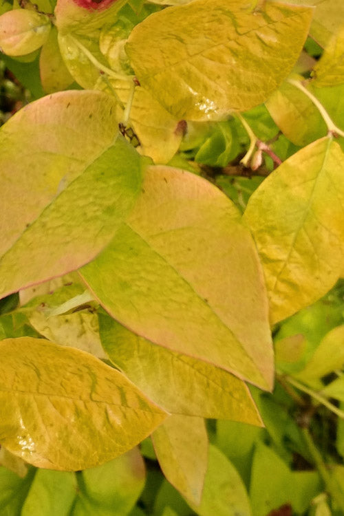  Blue Gold Blueberry Bush- 1 Gallon Pot
