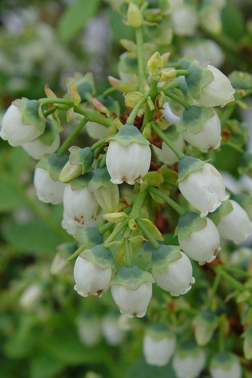  Blue Gold Blueberry Bush- 1 Gallon Pot