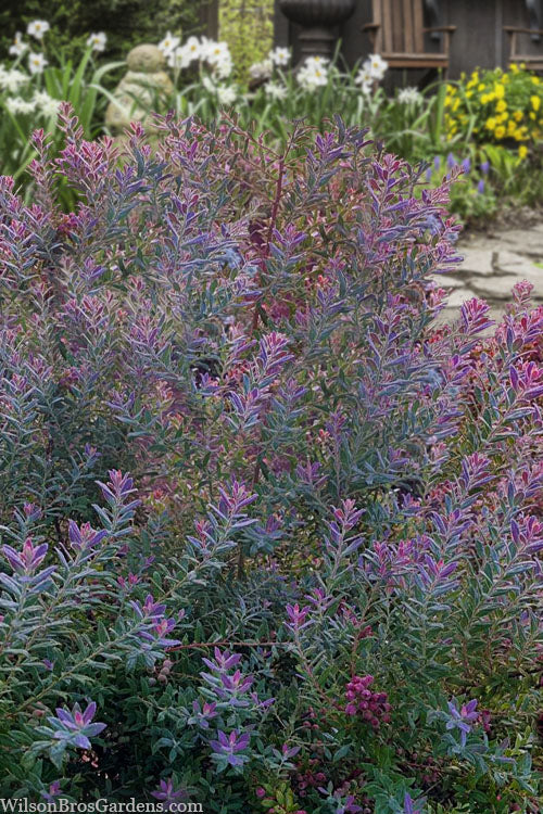  Rosa's Blush Blueberry (Vaccinium Darrowii) - 1 Gallon Pot