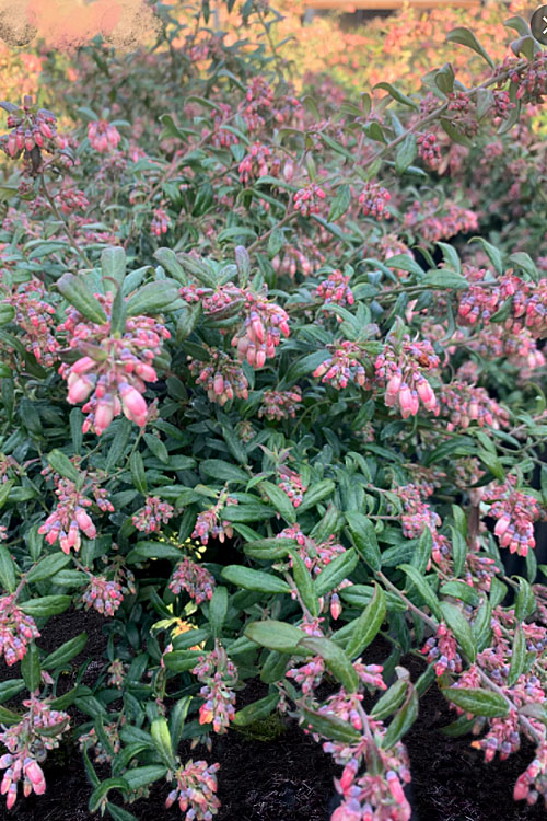  Rosa's Blush Blueberry (Vaccinium Darrowii) - 3 Gallon Pot