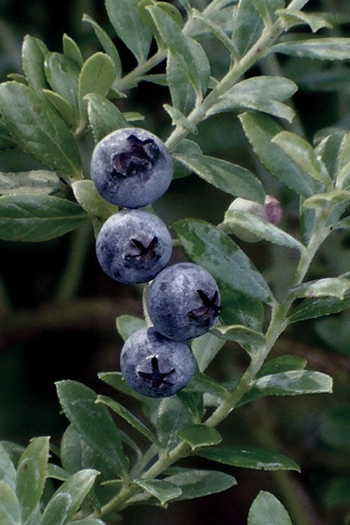  Rosa's Blush Blueberry (Vaccinium Darrowii) - 3 Gallon Pot