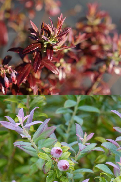  Rosa's Blush Blueberry (Vaccinium Darrowii) - 1 Gallon Pot
