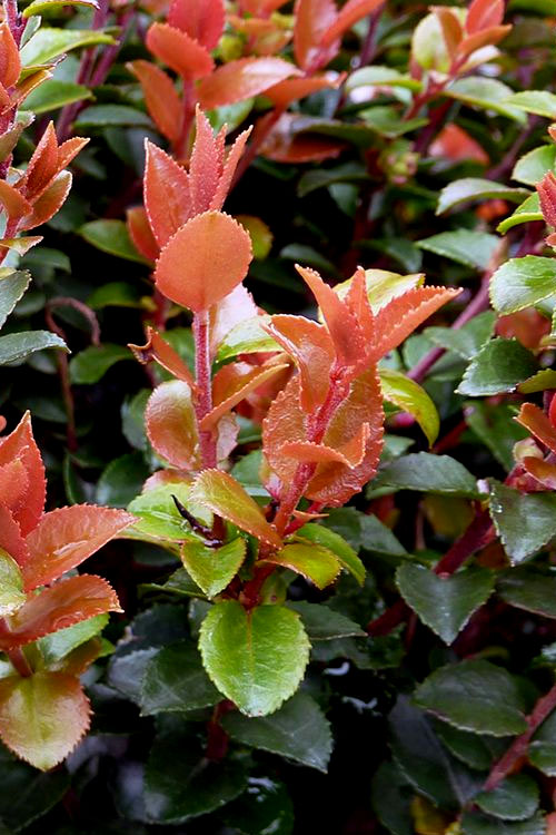  Evergreen Huckleberry (Vaccinium Ovatum) - 6 Pack Of 1 Gallon Pots