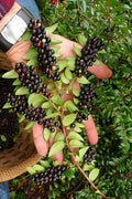  Evergreen Huckleberry (Vaccinium Ovatum) - 3 Gallon Pot