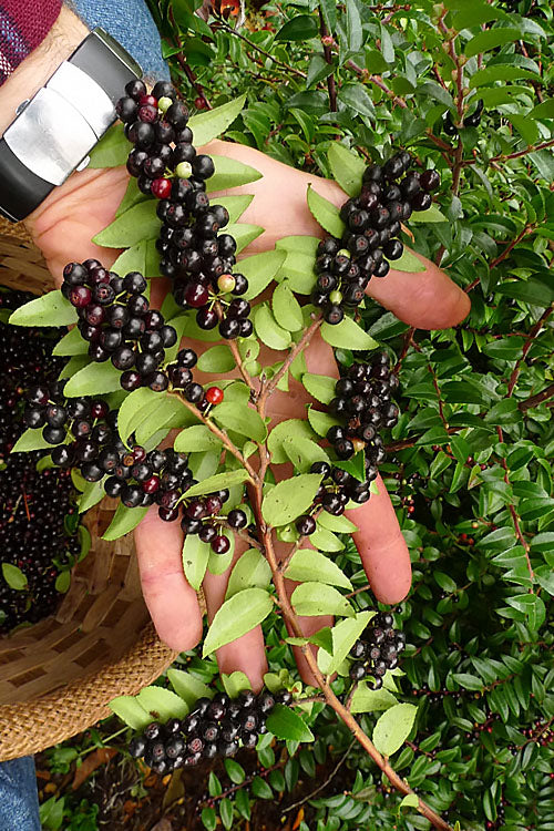  Evergreen Huckleberry (Vaccinium Ovatum) - 6 Pack Of 1 Gallon Pots