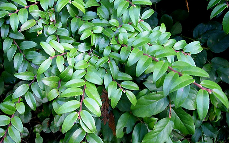  Evergreen Huckleberry (Vaccinium Ovatum) - 6 Pack Of 1 Gallon Pots