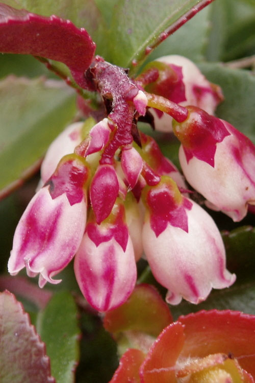 Evergreen Huckleberry (Vaccinium Ovatum) - 3 Gallon Pot