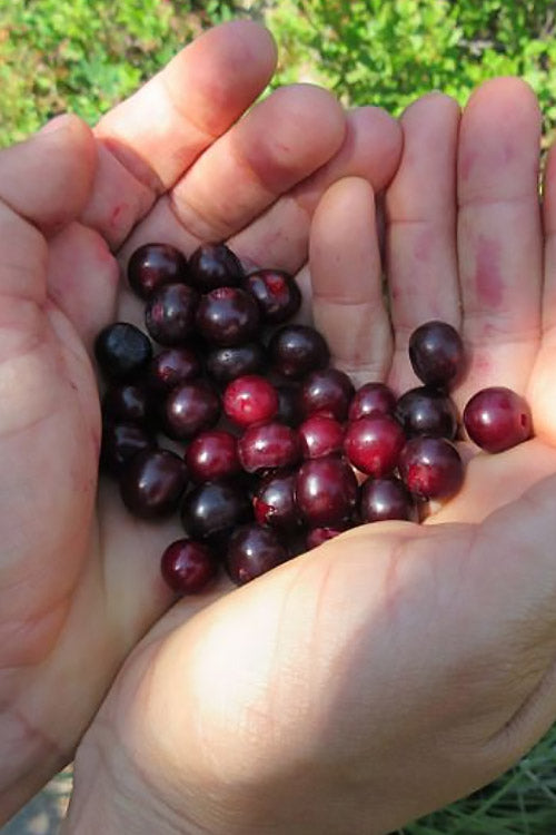  Evergreen Huckleberry (Vaccinium Ovatum) - 6 Pack Of 1 Gallon Pots
