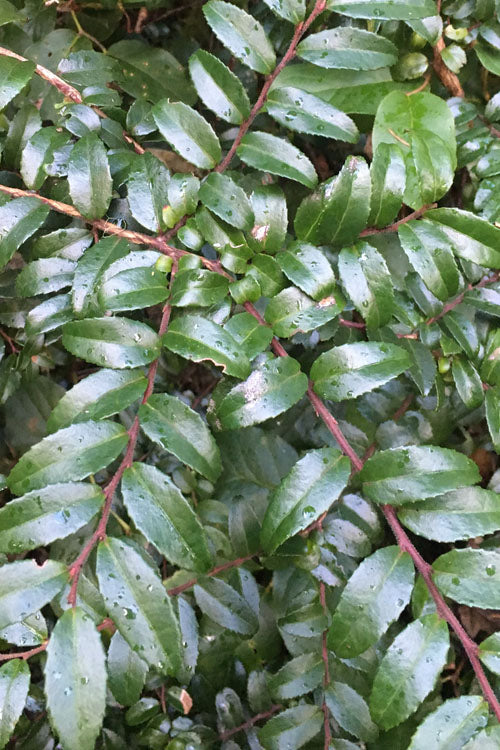  Evergreen Huckleberry (Vaccinium Ovatum) - 6 Pack Of 1 Gallon Pots