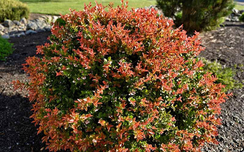  Evergreen Huckleberry (Vaccinium Ovatum) - 6 Pack Of 1 Gallon Pots