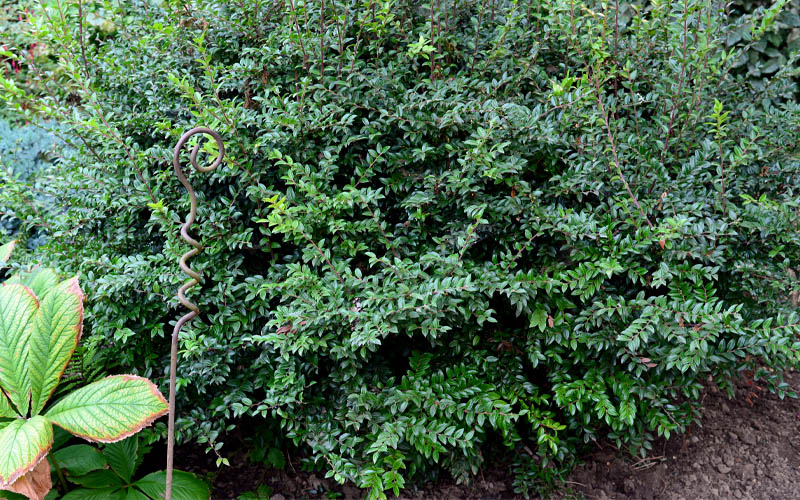  Evergreen Huckleberry (Vaccinium Ovatum) - 1 Gallon Pot