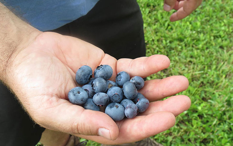  Bluebelle Rabbiteye Blueberry - 6 Pack Of 1 Gallon Pots