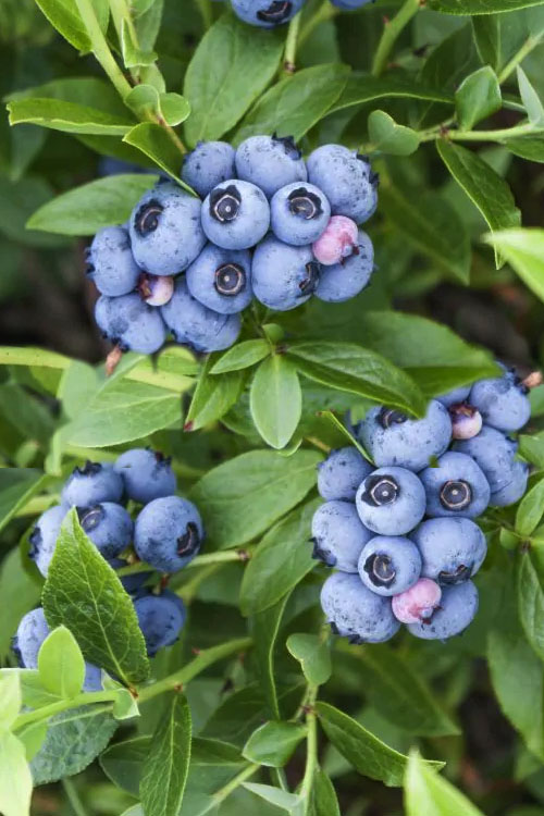  Bluejay Highbush Blueberry - 1 Gallon Pot