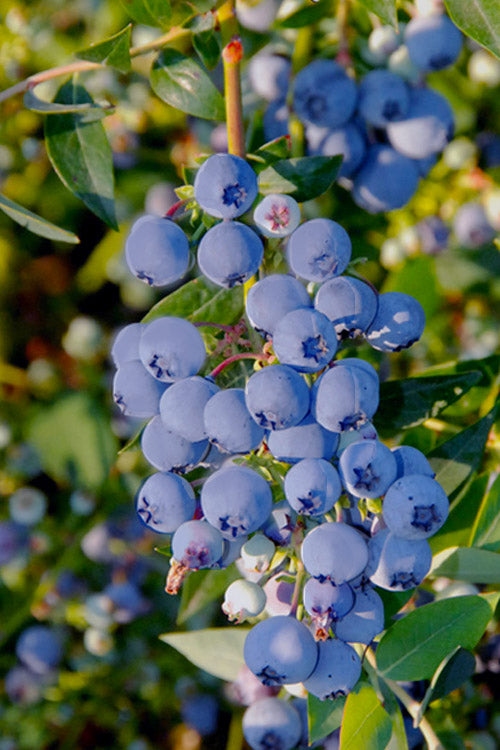  Mini Blues Blueberry Bush - 1 Gallon Pot
