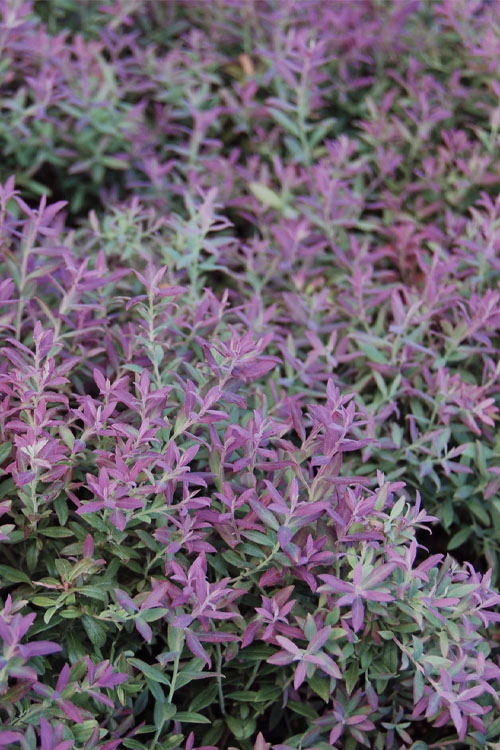  Rosa's Blush Blueberry (Vaccinium Darrowii) - 3 Gallon Pot