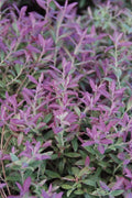  Rosa's Blush Blueberry (Vaccinium Darrowii) - 3 Gallon Pot