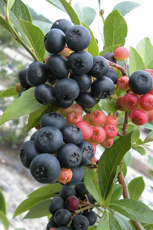 Nocturne Blueberry Bush - 3 Gallon Pot