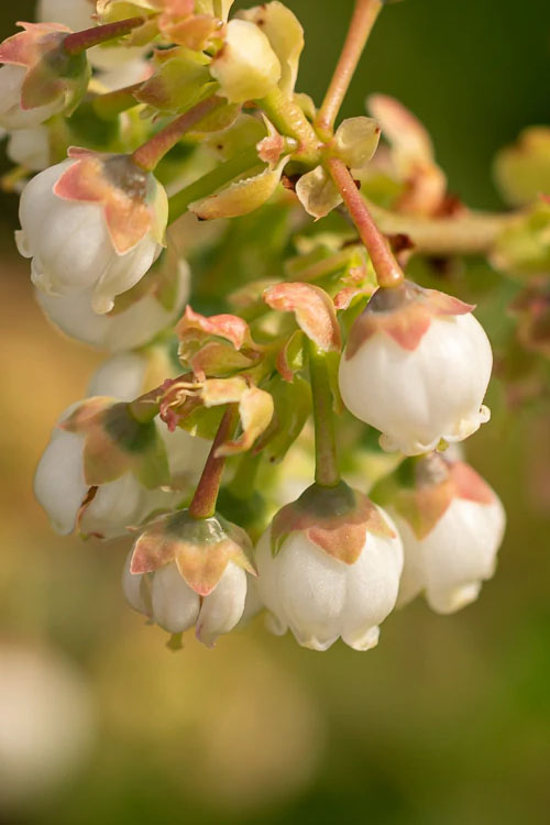  Sweetheart Blueberry Bush (Re-Fruiting) - 3 Gallon Pot