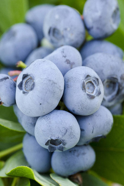  Sweetheart Blueberry Bush (Re-Fruiting) - 3 Gallon Pot