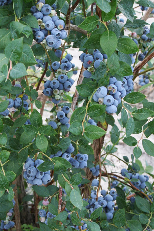  Sweetheart Blueberry Bush (Re-Fruiting) - 3 Gallon Pot