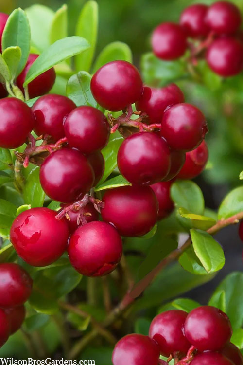  Red Candy Ligonberry (Vaccinum Vitis-idaea) - 2.5 Quart Pot
