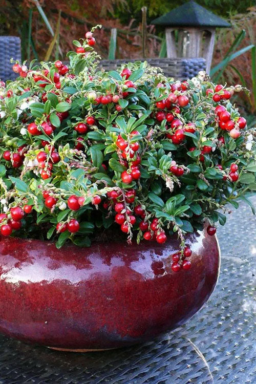  Red Candy Ligonberry (Vaccinum Vitis-idaea) - 2.5 Quart Pot