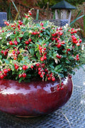  Red Candy Ligonberry (Vaccinum Vitis-idaea) - 2.5 Quart Pot