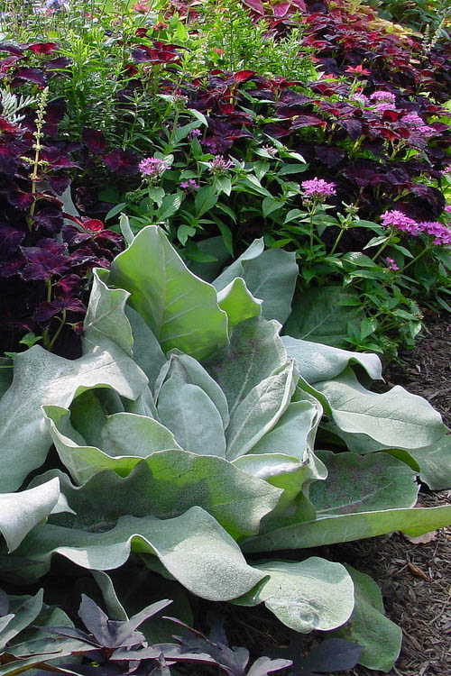  Giant Silver Mullien (Verbascum Bombyciferum) - 1 Gallon Pot