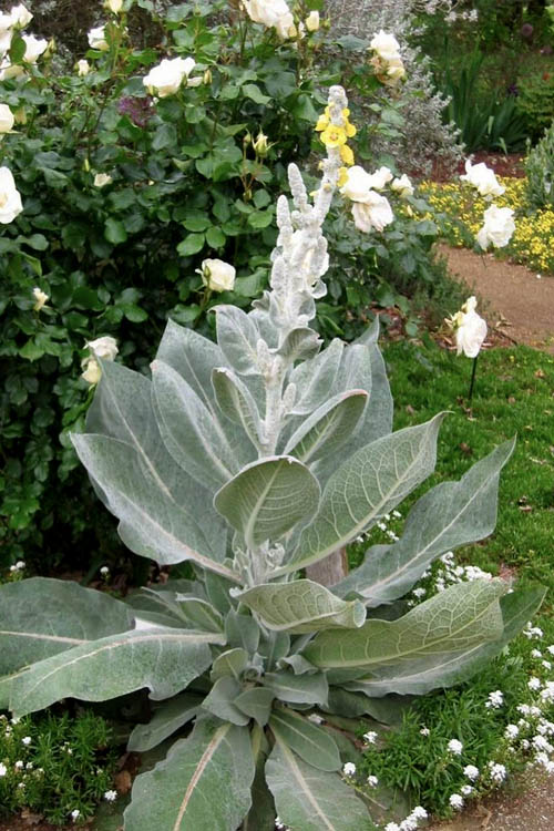  Giant Silver Mullien (Verbascum Bombyciferum) - 1 Gallon Pot