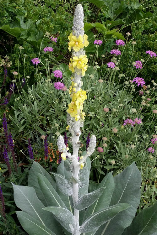  Giant Silver Mullien (Verbascum Bombyciferum) - 1 Gallon Pot