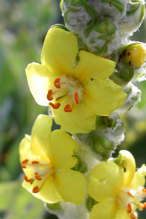  Giant Silver Mullien (Verbascum Bombyciferum) - 1 Gallon Pot